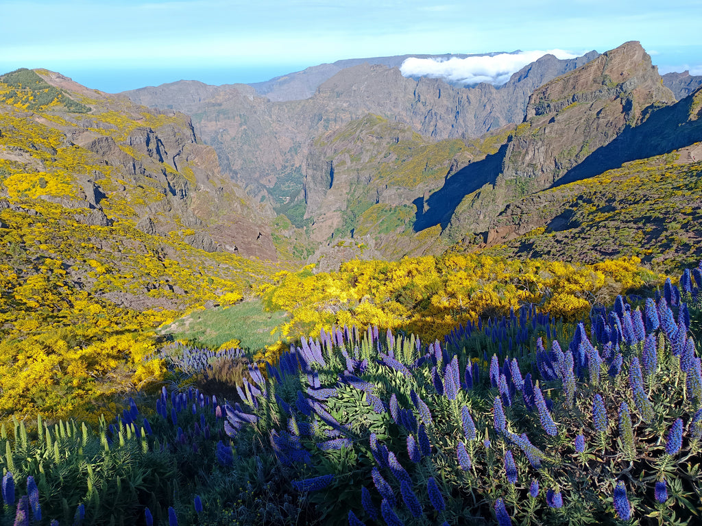 Laurasilva, Madeira, Sunrise, Private Jeep Tour